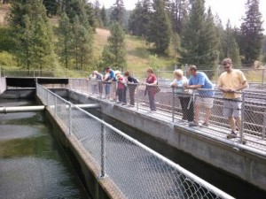 Ride the train and tour the fish hatchery in August 2015.